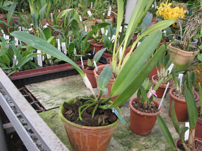 Cattleya Dominiana.jpg