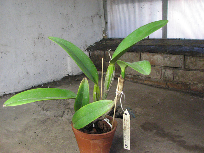 Laeliocattleya Taiwan Beauty 'Dubble Face'.jpg