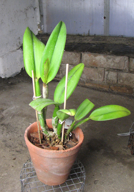 Brassolaeliocattleya Art Sound 'Ginga'.jpg
