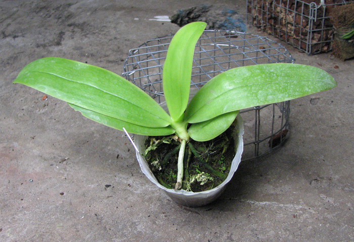Phalaenopsis violacea 'Blue'.jpg