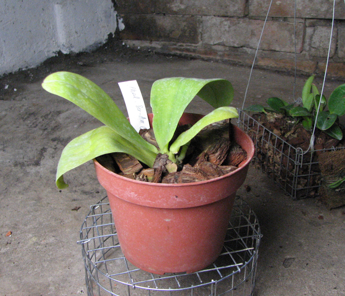 Phalaenopsis Su-An Cricket.jpg