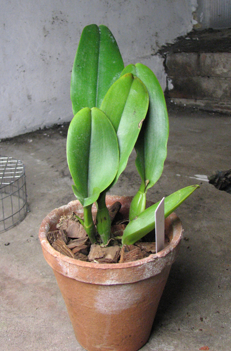 Brassolaeliocattleya Haadyai Delight 'Bangprom Gold'.jpg