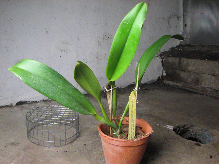 Brassolaeliocattleya Chan Hsiu Gold 'Fuji'.jpg