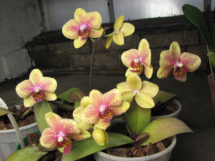 Doritaenopsis I-Hsin Golden Prince.jpg