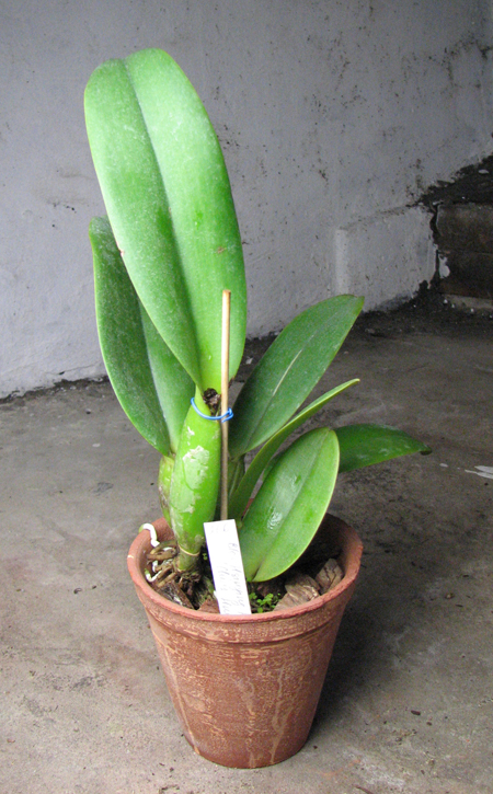 Brassolaeliocattleya Hsinying Home Run 'Ching Hua'.jpg