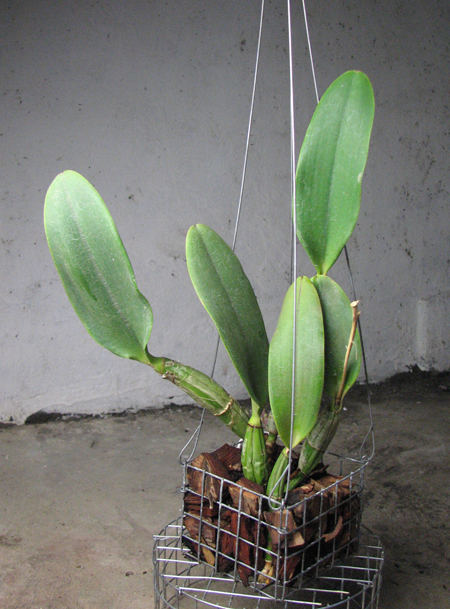 Cattleya walkeriana.jpg