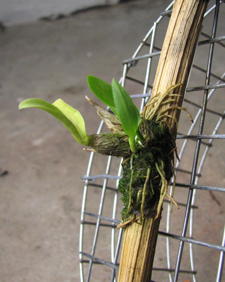 Dendrobium peguanum.jpg