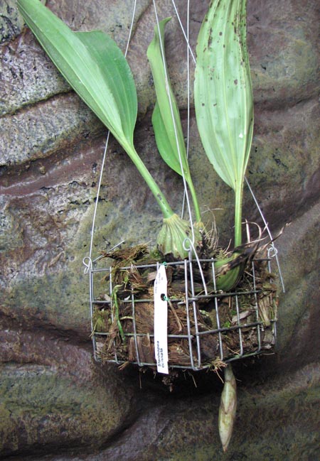Stanhopea connata.jpg