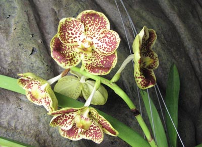 Vanda Thananchai x Ascocenda Kultana Brown.jpg
