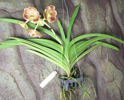 Vanda Thananchai x Ascocenda Kultana Brown1.jpg