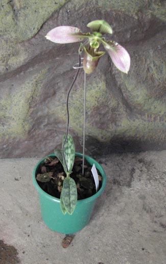 Paphiopedilum hainanense1.jpg