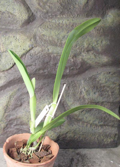 Cattleya quadricolor semi alba x Cattleya quadricolor 'Da. Zoraide'