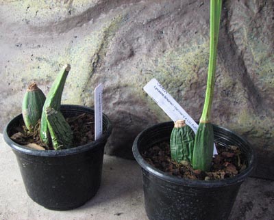 Lycaste Shonan Harmony x Lycaste Auburn.jpg