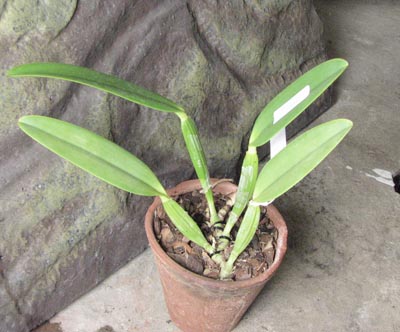 Cattleya lueddemanniana concolor clara x self.jpg