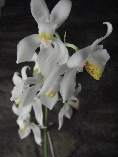 Osmoglossum pulchellum.jpg