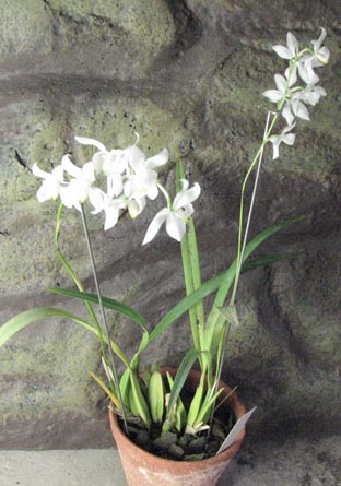 Osmoglossum pulchellum1.jpg