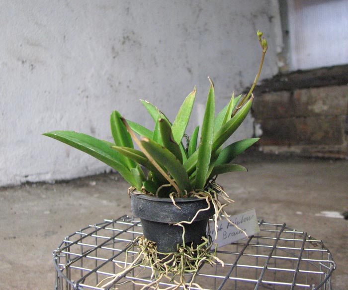 Oncididum Jairak Rainbow brown.jpg