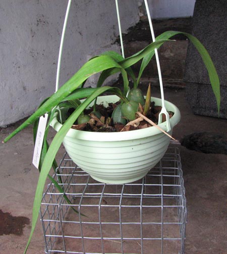 Coelogyne cristata.jpg