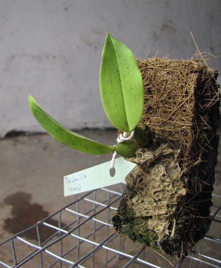 Trichopilia suavis.jpg