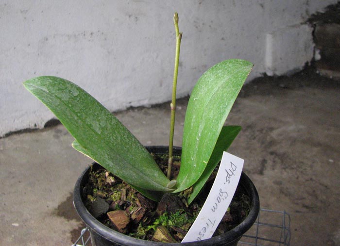 Doritaenopsis Siam Treasure 'Blue.jpg