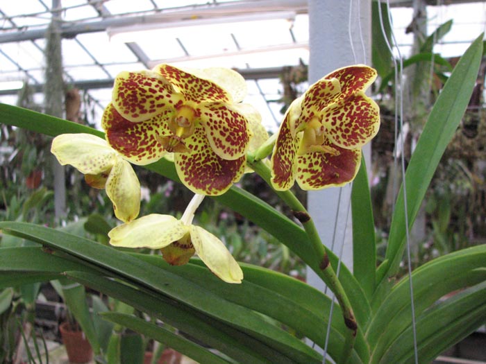 Vanda Thananchai x Ascocenda Kultana Brown.jpg