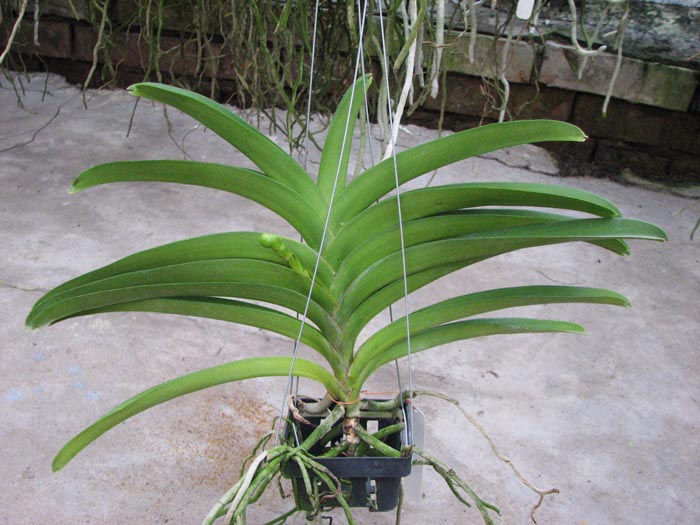 Vanda Udom Gold x Vanda Pranermprai.jpg