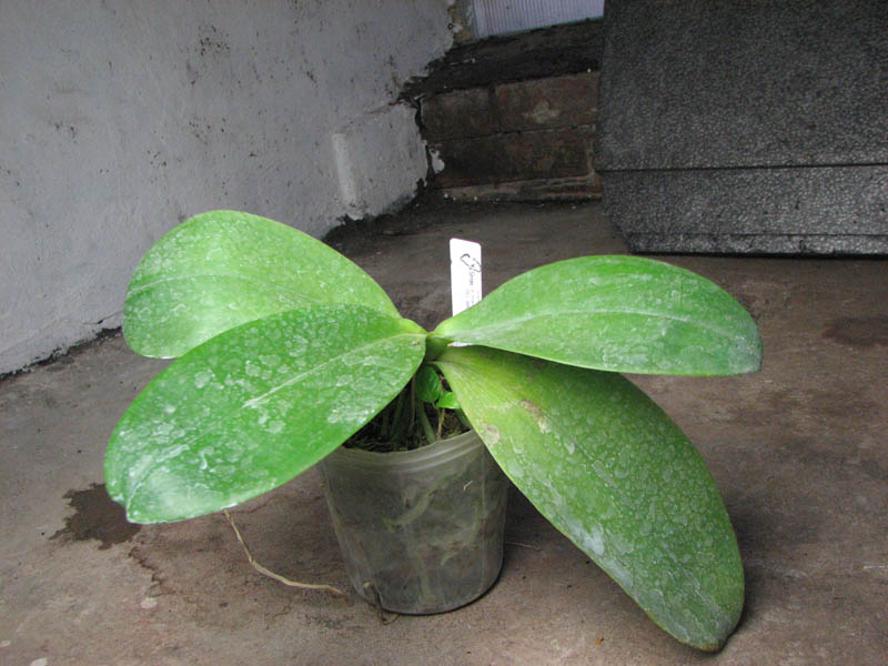 Phalaenopsis Tzu Chiang Chrisna.jpg