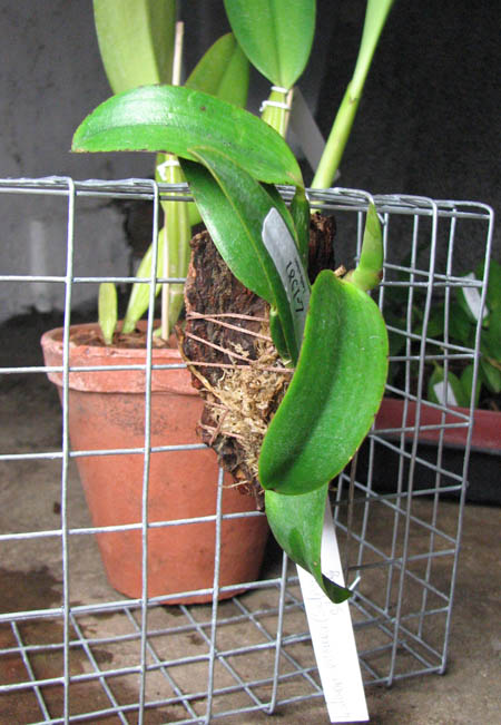 Laelia alaori escura x self.jpg