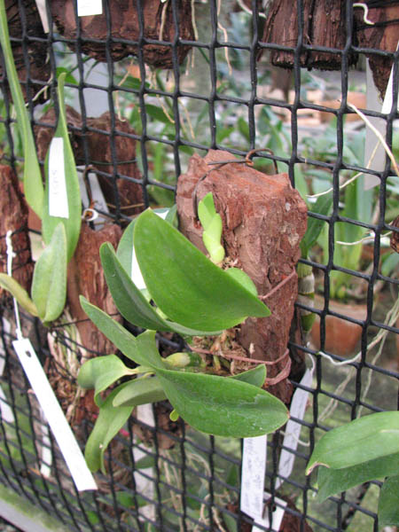 Laelia alaori alba 'Snow Flakes' x Laelia alaori alba 'SC'.jpg