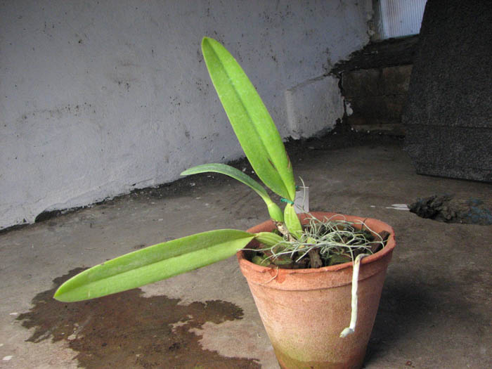 Cattleya mendelli concolor 'Bucaramanga' x SELF.jpg