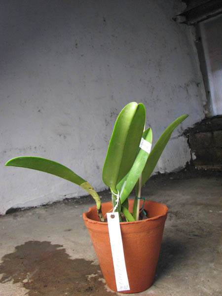 Cattleya rex x rex.jpg