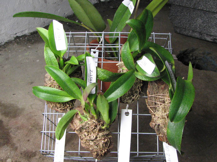 Laelia alaori escura x self.jpg