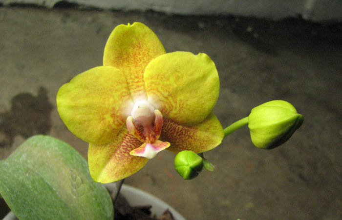 Phalaenopsis Sogo Cake.jpg