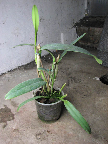 Cattleya maxima.jpg