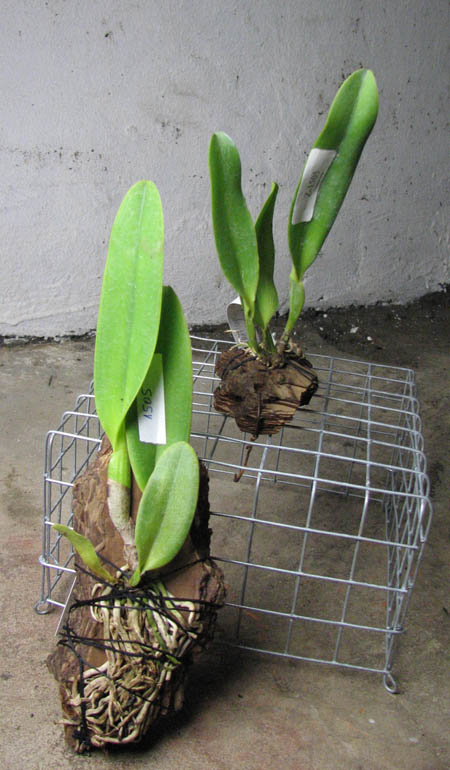 Cattleya dowiana rosea x self.jpg
