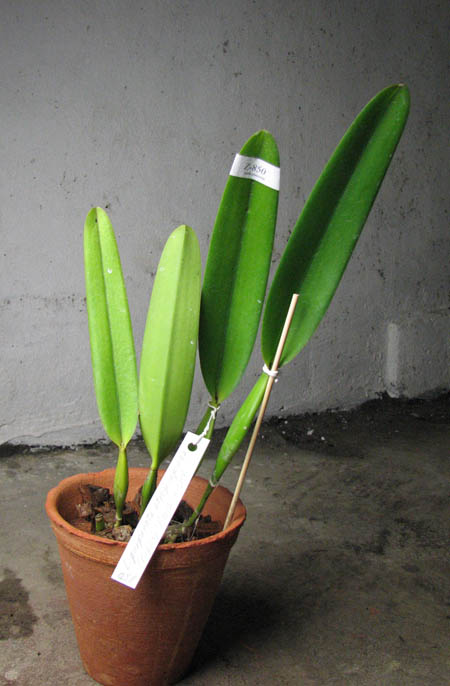 Laelia purpurata atropurpurea (rubra) 'Black' x SELF.jpg
