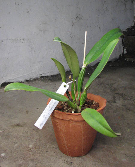 Cattleya jenmaniii caerulea 'Pedra Azul' x SELF.jpg