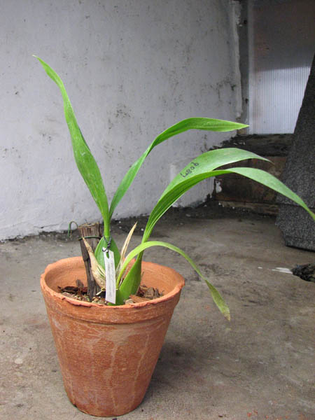 COELOGYNE PANDURATA.jpg