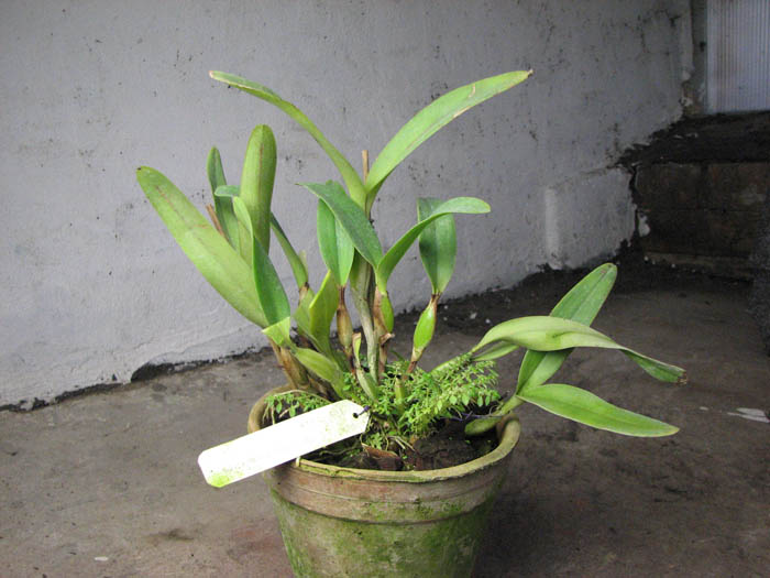 Cattleya skinnery coerulescens.jpg