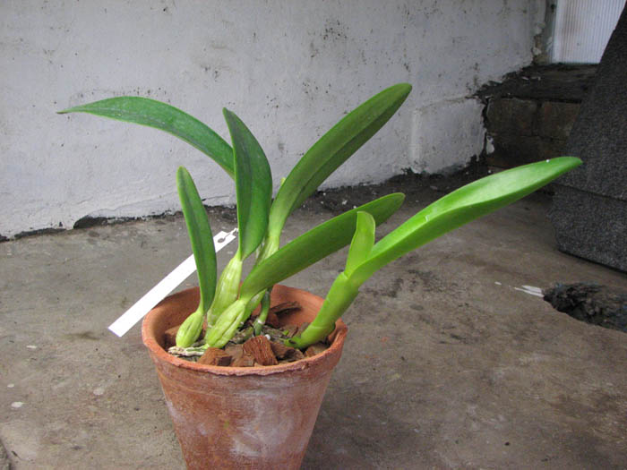 Cattleya trianae 'Fine Variety' (98-8) x Cattleya trianae orlata rosea 'AWZ'.jpg