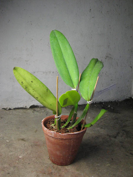 Cattleya warneri concolor 'HI' x Cattleya warneri venosa suave.jpg