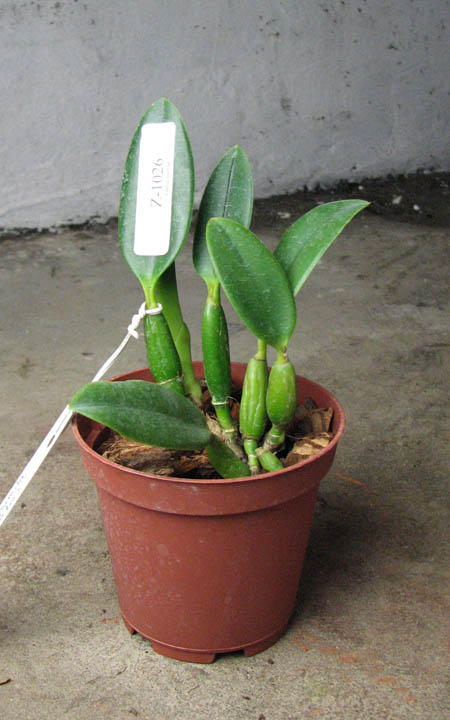 Laelia pumila alba 'HI' х Laelia pumila coerulea 'Violeta'.jpg