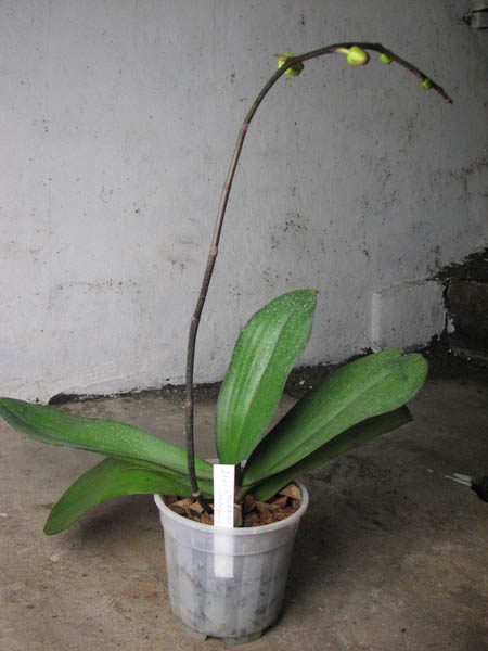 Doritaenopsis (Hsinying Mount 'BD' x Hsinying Downtown).jpg
