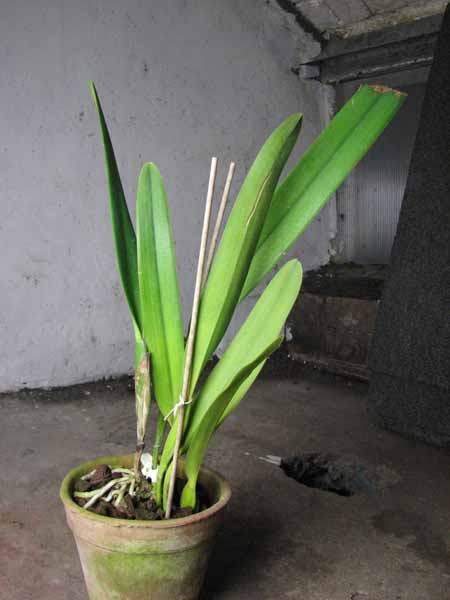 Laelia purpurata carnea (dark lip x St Nicolau).jpg