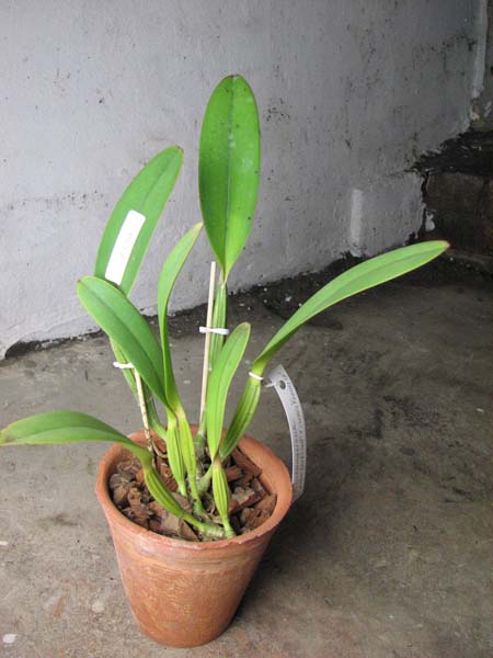 Cattleya lueddemanniana rubra 'Dark Giant' x Cattleya lueddemanniana escura 'Fennel IX'.jpg