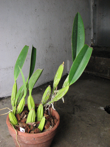 Laelia anceps Dawsonii f chiapensis.jpg