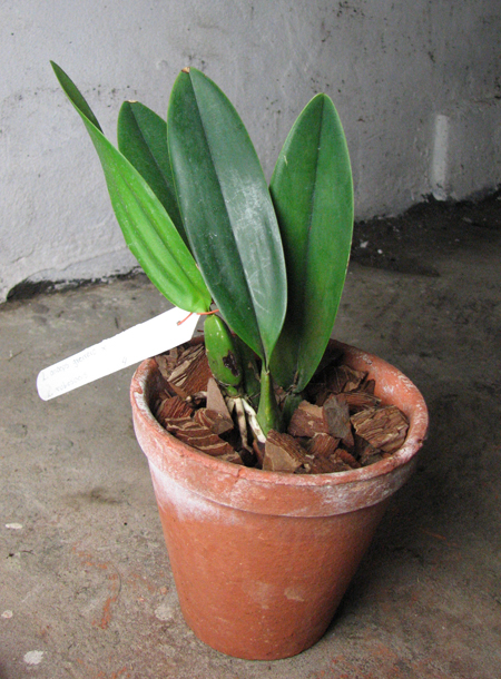 Laelia anceps guerrero x Laelia rubescens.jpg