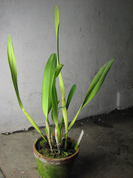 Laelia purpurata Seideliana sanguinea.jpg
