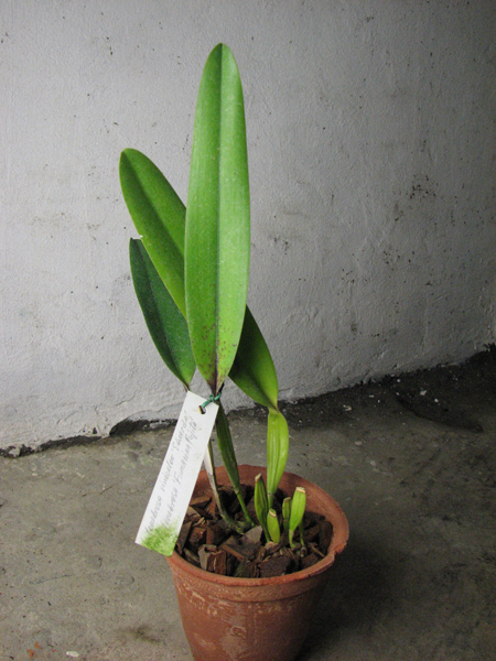 Laelia tenebrosa vinicolor 'Eduardo' x Laelia tenebrosa 'Fumacina Fujita'.jpg