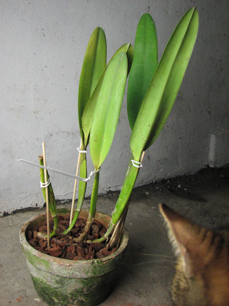 Laelia lobata var alba plena.jpg